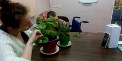 УХОД ЗА КОМНАТНЫМИ РАСТЕНИЯМИ